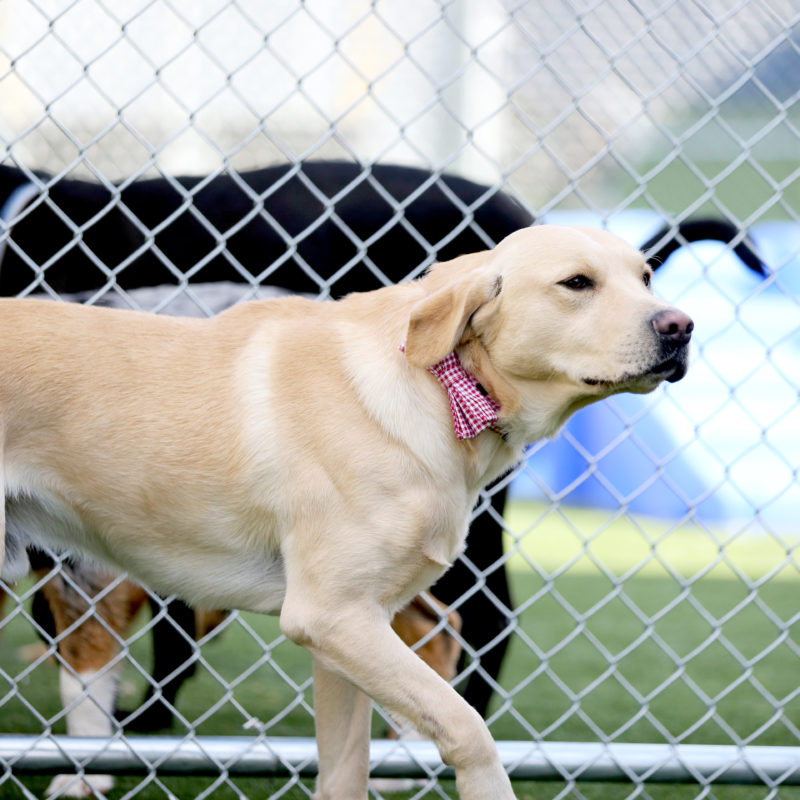 Go Dog-West Nashville