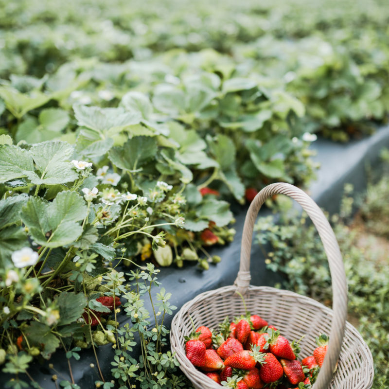 Middle TN Strawberry Picking