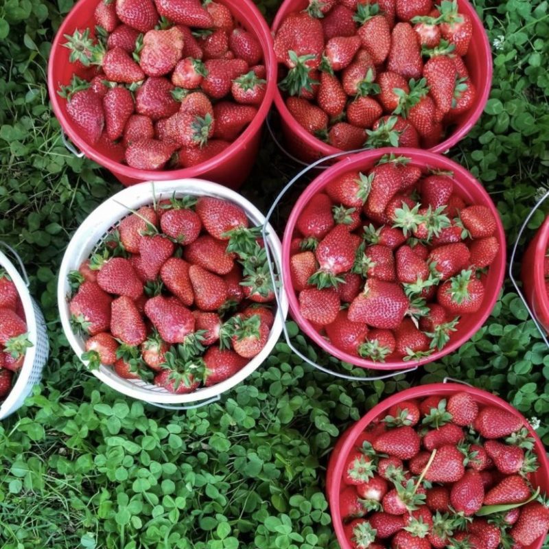 Nashville Area Farmer’s Markets
